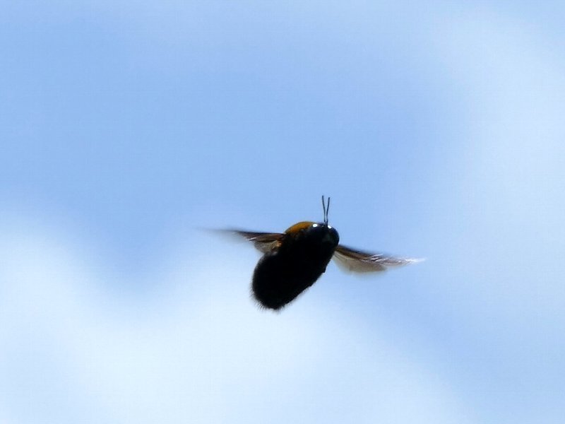 クマンバチの飛行 ちいさな スケッチ